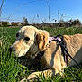 animal, blue_sky, canine, closeup, daylight, dog, ears, field, golden_retriever, grass, greenery, harness, leash, muzzle, nature, outdoor, pet, resting, summer, sunny