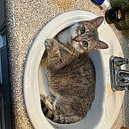Catnip is registered to the contest to win money with this photo: cat, gray_cat, feline, pet, animal, sink, bathroom, countertop, indoors, portrait, green_eyes, whiskers, fur, sitting, relaxed, curious, paws, tail, toothpaste, faucet
