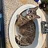 animal, bathroom, cat, countertop, curious, faucet, feline, fur, gray_cat, green_eyes, indoors, paws, pet, portrait, relaxed, sink, sitting, tail, toothpaste, whiskers