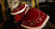 Catnip joined the competition — help win amazing prizes! cat, gray_cat, pet, animal, santa_costume, christmas, holiday, red_clothing, festive, snowflake_pattern, white_trim, portrait, indoors, chair, furniture, whiskers, green_eyes, sitting, costume, cute
