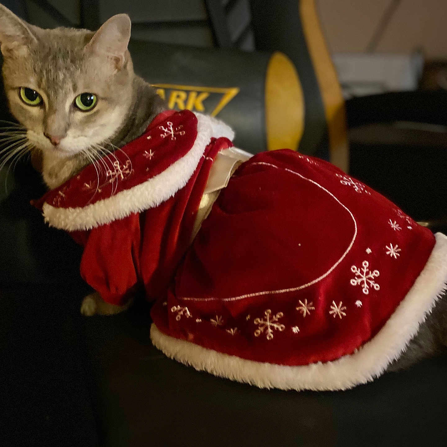 Catnip joined the competition — help win amazing prizes! cat, gray_cat, pet, animal, santa_costume, christmas, holiday, red_clothing, festive, snowflake_pattern, white_trim, portrait, indoors, chair, furniture, whiskers, green_eyes, sitting, costume, cute