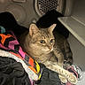 Catnip joined the competition — help win amazing prizes! cat, tabby, feline, pet, animal, green_eyes, whiskers, ears, paws, stretching, lying_down, relaxed, laundry, clothing, blanket, colorful, indoors, appliance, washer, portrait