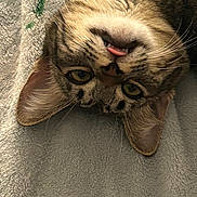 Fatty is registered to the contest to win money with this photo: animal, brown, cat, close_up, couch, cozy, cute, feline, funny, fur, green_eyes, indoor, pet, portrait, relaxed, sleepy, tabby, tongue, upside_down, whiskers