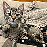 Fatty is registered to the contest to win money with this photo: animal, blanket, cat, couch, ears, feline, home, indoor, kitten, lying_down, pet, pillow, playful, portrait, raised_paw, sitting, sofa, tabby, two_cats, whiskers