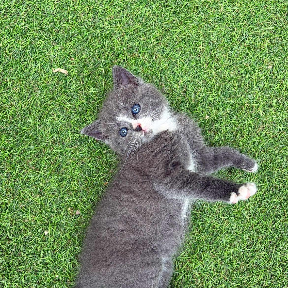 Grisette participe au concours pour gagner de l'argent avec cette photo : kitten, cat, gray_fur, white_fur, blue_eyes, grass, outdoor, lying_down, stretched_paws, fluffy, cute, young_animal, pet, whiskers, pink_nose, feline, lawn, nature, animal_portrait, playful
