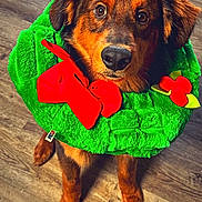 Jax joined the competition — help win amazing prizes! dog, pet, wreath, green, red_bow, holly, plush, holiday, christmas, floor, brown_fur, cute, looking_up, indoors, animal, festive, decorative, adorable, portrait, companion