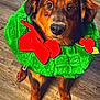 dog, pet, wreath, green, red_bow, holly, plush, holiday, christmas, floor, brown_fur, cute, looking_up, indoors, animal, festive, decorative, adorable, portrait, companion