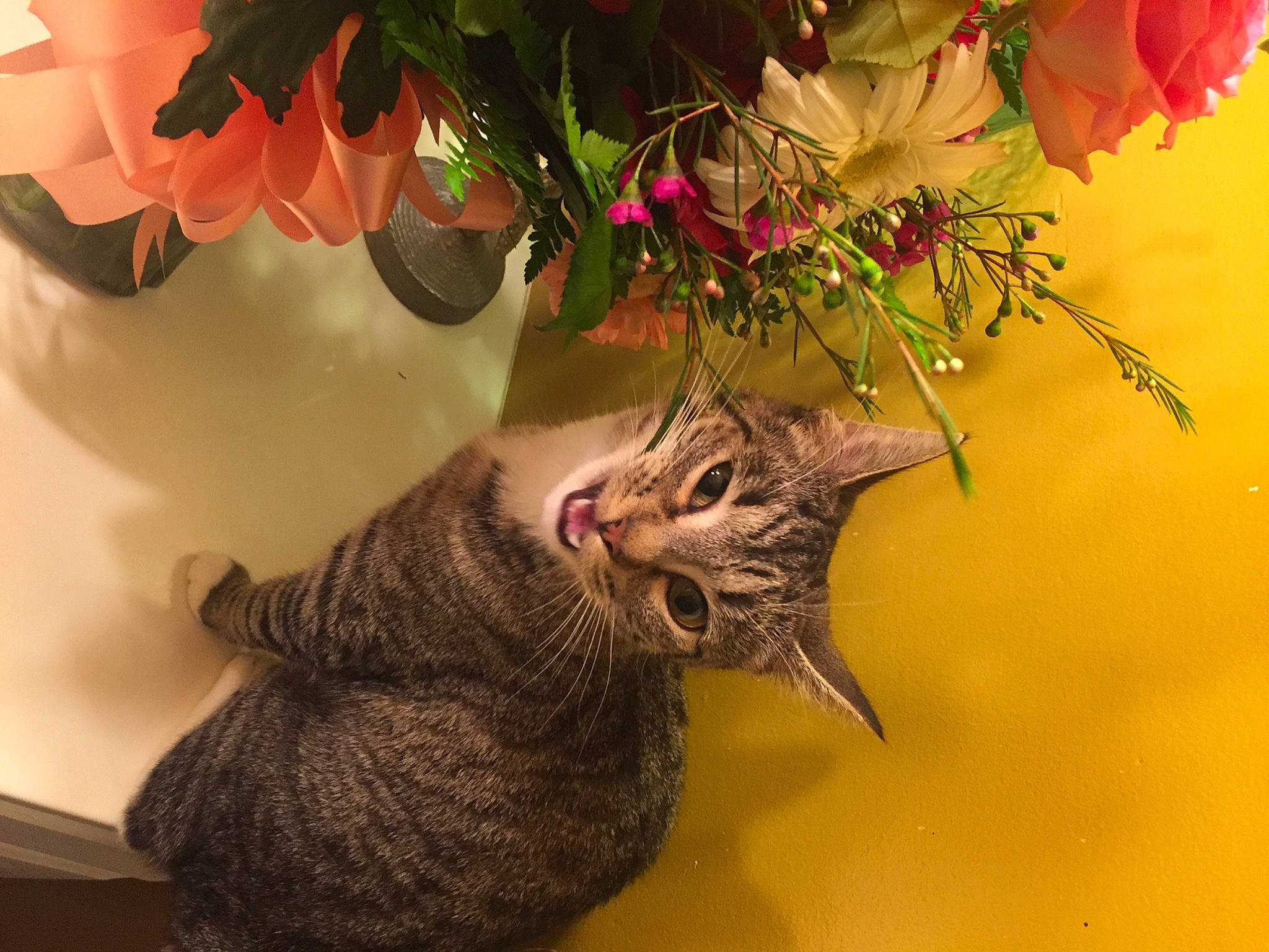 Stank joined the competition — help win amazing prizes! art, artificial_flower, carnivore, cat, cut_flowers, domestic_short_haired_cat, event, felidae, floral_design, flower, flower_arranging, flowerpot, houseplant, petal, plant, small_to_medium_sized_cats, tail, tree, twig, whiskers