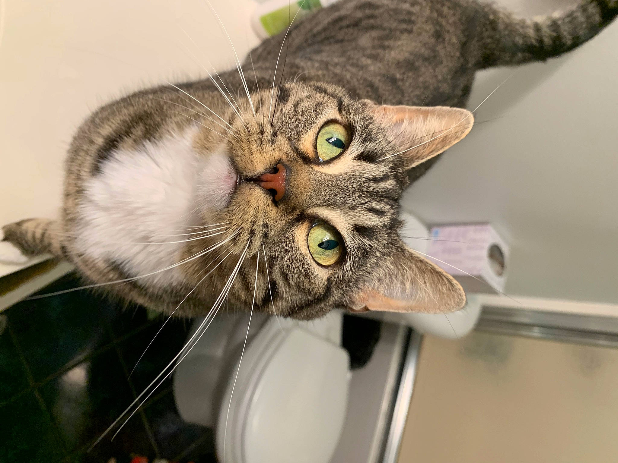 Stank joined the competition — help win amazing prizes! carnivore, cat, curious, domestic_short_haired_cat, ear, felidae, fur, plant, small_to_medium_sized_cats, snout, whiskers