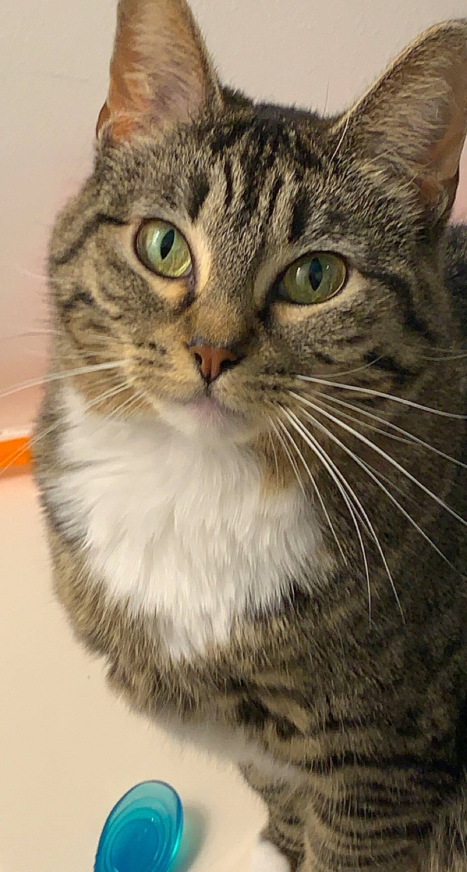 Stank joined the competition — help win amazing prizes! carnivore, cat, domestic_short_haired_cat, felidae, fur, small_to_medium_sized_cats, snout, terrestrial_animal, whiskers, window