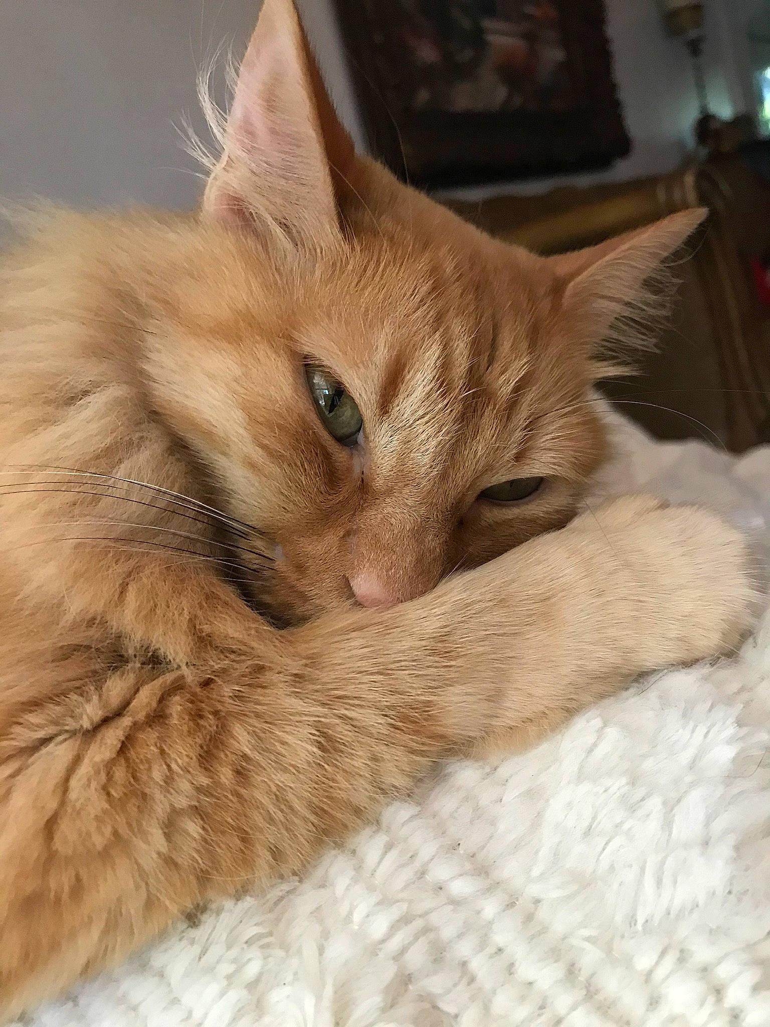 Momo joined the competition — help win amazing prizes! carnivore, cat, cat_bed, claw, comfort, domestic_short_haired_cat, eye, fawn, felidae, fur, nap, paw, picture_frame, sleep, small_to_medium_sized_cats, snout, tail, terrestrial_animal, whiskers, wood