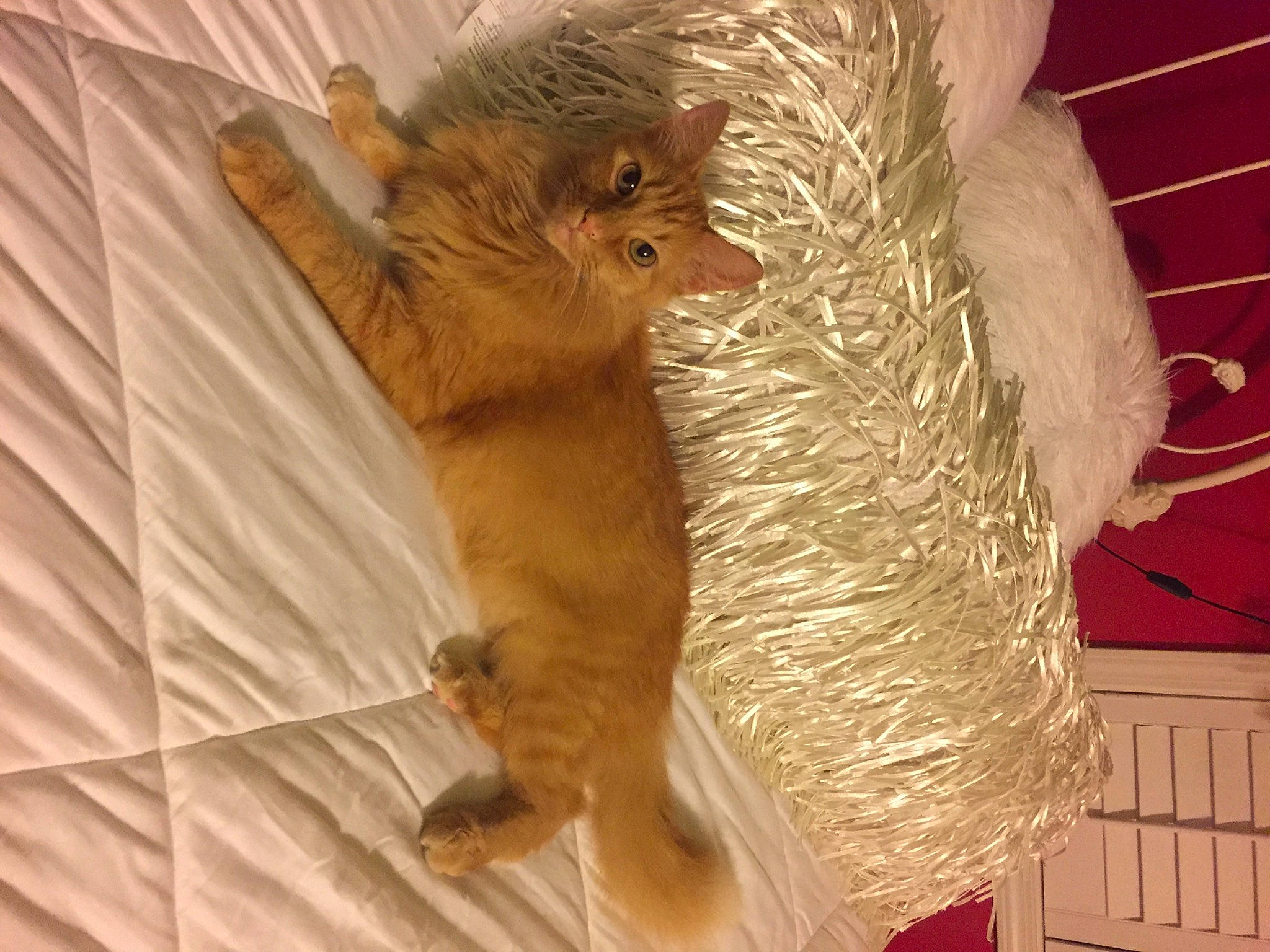 Momo joined the competition — help win amazing prizes! canidae, carnivore, claw, comfort, companion_dog, dog_breed, domestic_short_haired_cat, fawn, felidae, fur, hat, liver, paw, small_to_medium_sized_cats, snout, sporting_group, tail, toy, whiskers, wood