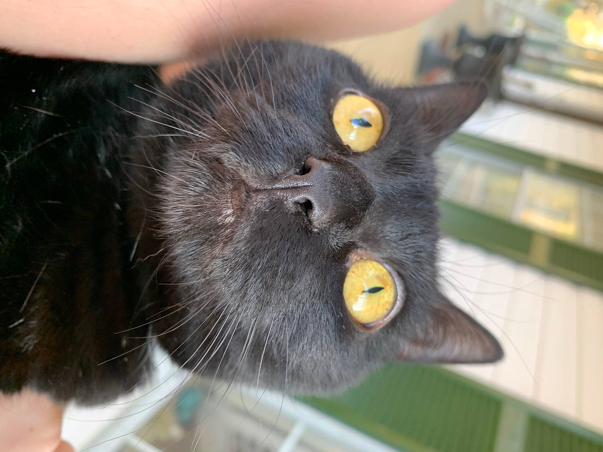 Floof joined the competition — help win amazing prizes! black_cat, bombay, carnivore, cat, chartreux, claw, domestic_short_haired_cat, felidae, fur, havana_brown, paw, russian_blue, small_to_medium_sized_cats, snout, tail, terrestrial_animal, vertebrate, whiskers