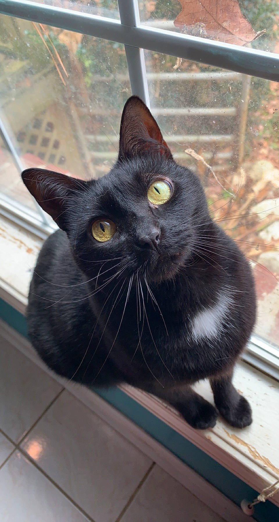 Floof is registered to the contest to win money with this photo: black_cat, bombay, carnivore, cat, domestic_short_haired_cat, felidae, fur, small_to_medium_sized_cats, snout, tail, terrestrial_animal, whiskers