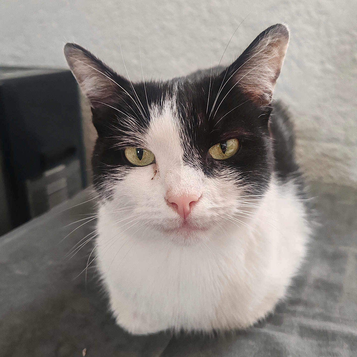 Spike a rejoint le concours — aidez-le/la à gagner de superbes lots ! abyssinian, angora, animal, cat, hardwood, kitten, manx, pet, siamese, snout, wood