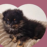Bella participe au concours pour gagner de l'argent avec cette photo : adorable, animal, background, black, blanket, cozy, cute, dog, fluffy, fur, heart_shape, indoors, lying_down, pet, portrait, puppy, resting, small, tan, young