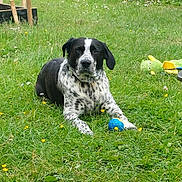 Pongo a rejoint le concours — aidez-le/la à gagner de superbes lots ! animal, black_and_white, blue_ball, canine, dog, domestic_animal, flower, grass, grass_field, greenery, lawn, nature, outdoor, pet, playful, relaxed, resting, spotted, spring, toy