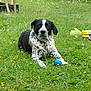 animal, black_and_white, blue_ball, canine, dog, domestic_animal, flower, grass, grass_field, greenery, lawn, nature, outdoor, pet, playful, relaxed, resting, spotted, spring, toy