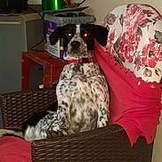 Pongo a rejoint le concours — aidez-le/la à gagner de superbes lots ! dog, spotted_dog, wicker_chair, red_collar, floral_fabric, red_fabric, indoor, household_items, green_can, box, furniture, pet, animal, sitting, alert, flash_eyes, wall, room, decor, can