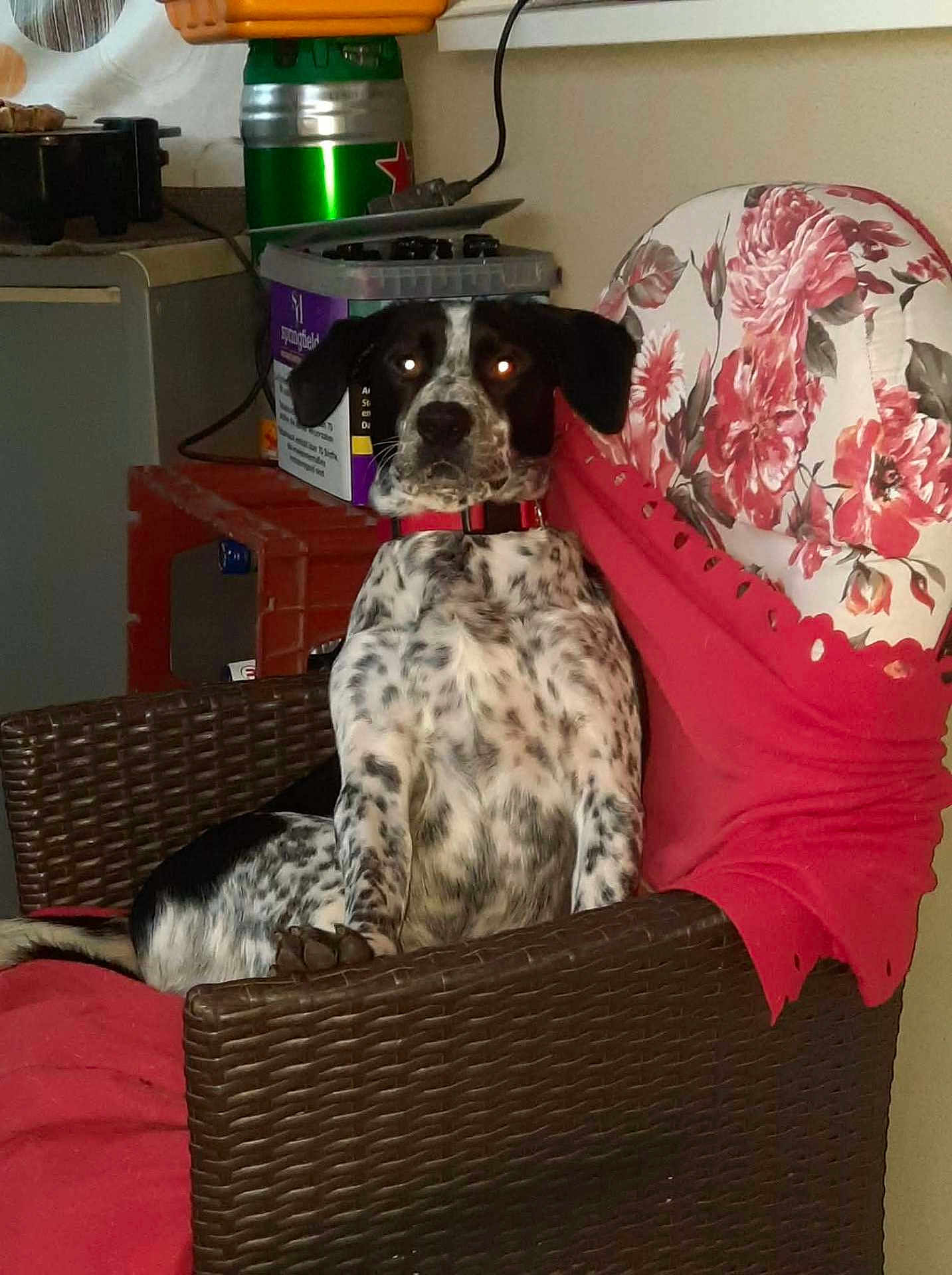 Pongo a rejoint le concours — aidez-le/la à gagner de superbes lots ! dog, spotted_dog, wicker_chair, red_collar, floral_fabric, red_fabric, indoor, household_items, green_can, box, furniture, pet, animal, sitting, alert, flash_eyes, wall, room, decor, can