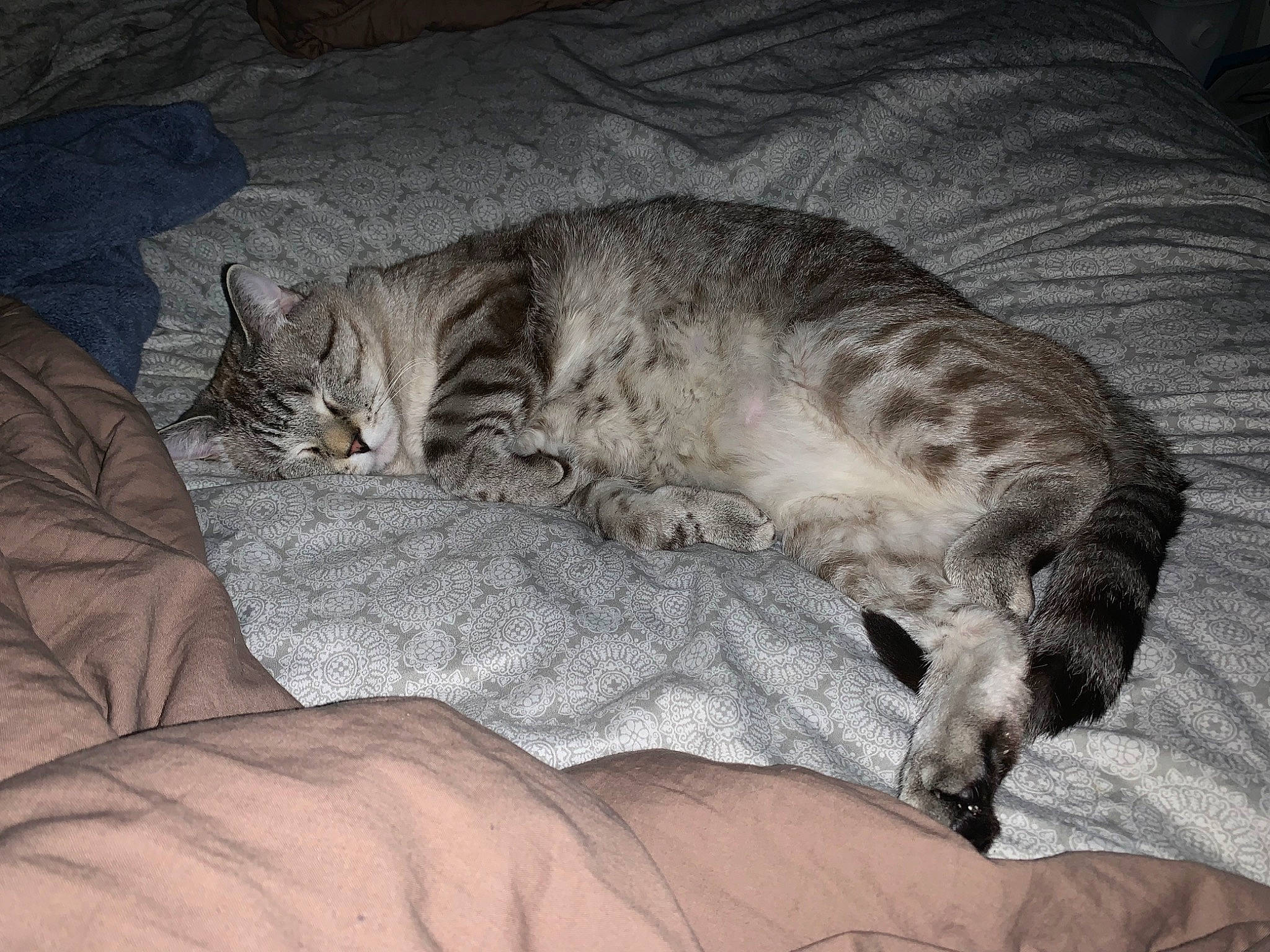 Oliver is registered to the contest to win money with this photo: bed, carnivore, cat, cat_bed, claw, comfort, domestic_short_haired_cat, fawn, felidae, fur, grey, linens, nap, paw, sleep, small_to_medium_sized_cats, snout, tail, terrestrial_animal, whiskers