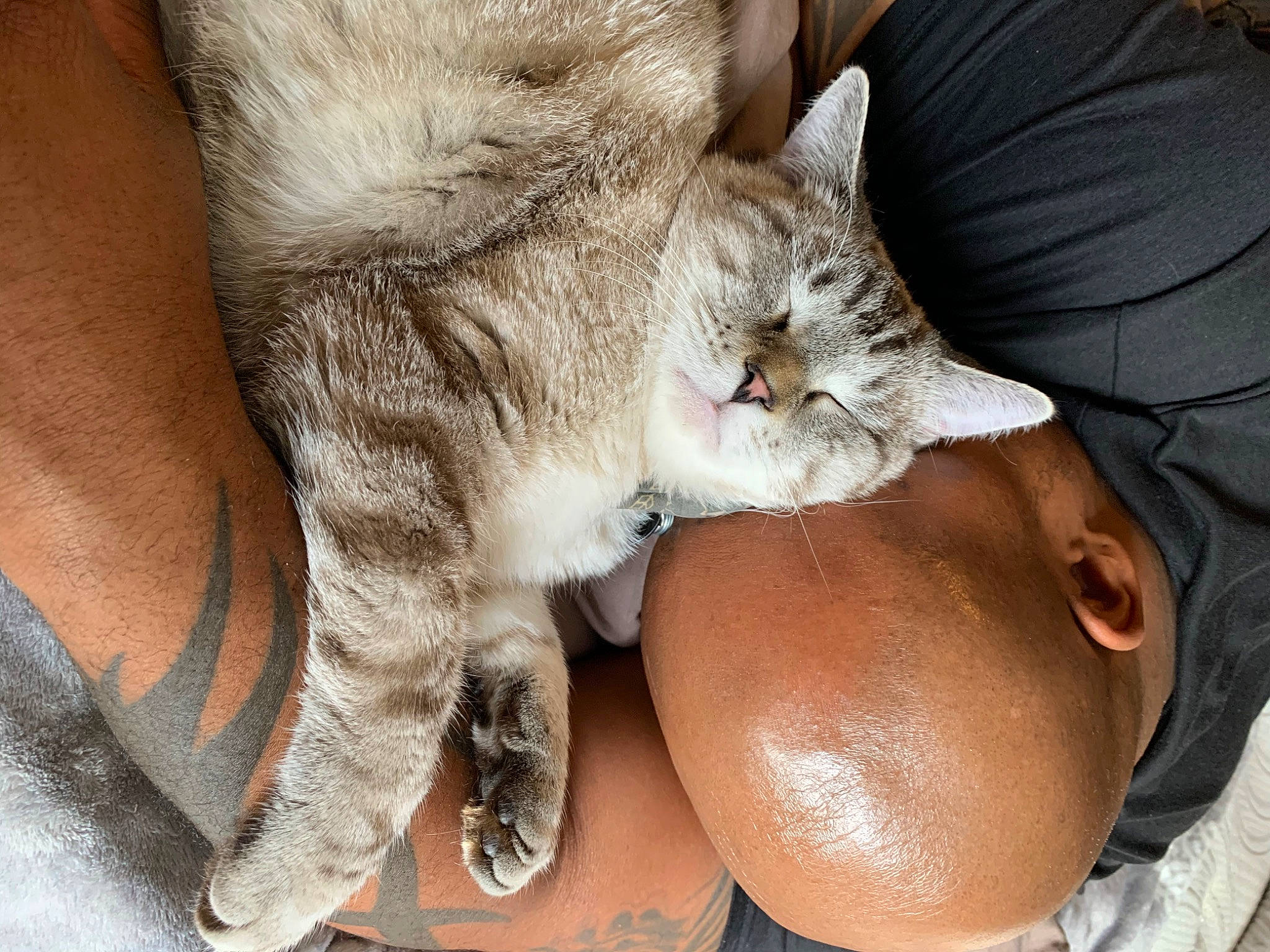 Oliver is registered to the contest to win money with this photo: carnivore, cat, claw, comfort, domestic_short_haired_cat, ear, fawn, felidae, foot, fur, gesture, human_leg, lap, nap, paw, sleep, small_to_medium_sized_cats, snout, tail, whiskers