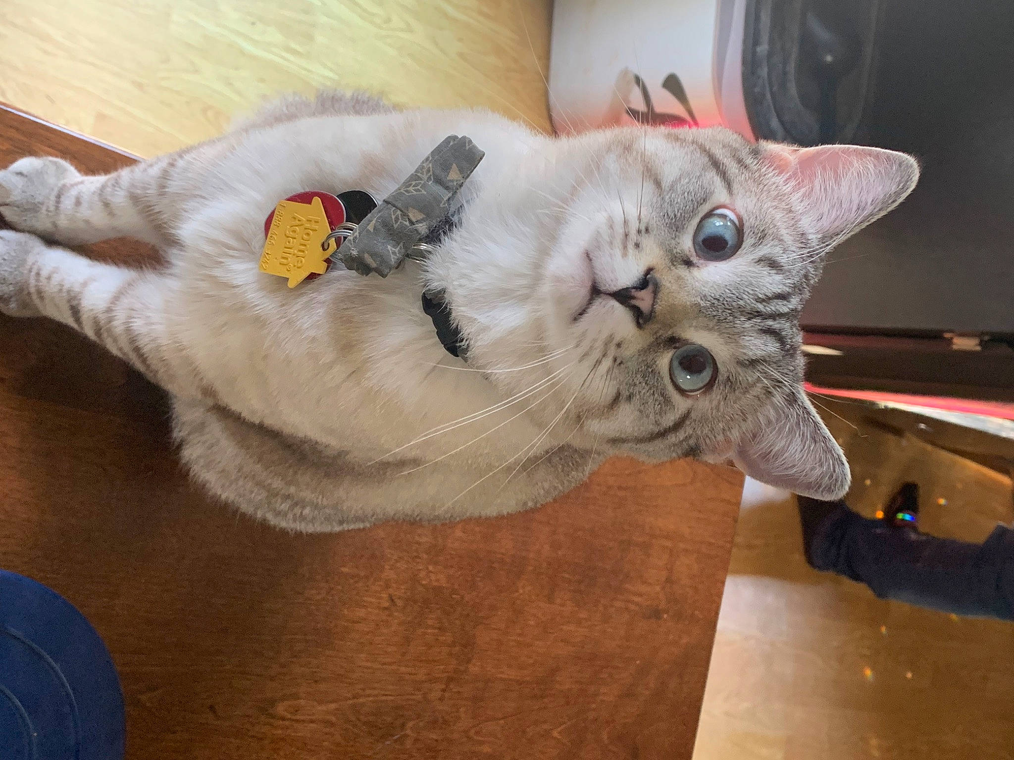Oliver joined the competition — help win amazing prizes! carnivore, cat, claw, comfort, domestic_short_haired_cat, fang, fawn, felidae, fur, hardwood, paw, small_to_medium_sized_cats, snout, stuffed_toy, tail, thread, whiskers, wood
