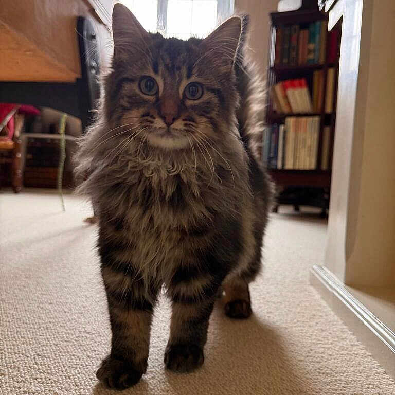 Ponpon a rejoint le concours — aidez-le/la à gagner de superbes lots ! animal, books, bookshelf, brown_coat, carpet, cat, feline, fluffy, front_facing, hallway, home, indoors, long_hair, pet, portrait, standing, tabby, whiskers, window, wooden_walls
