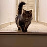 animal, cat, cute, doors, ears, feline, fluffy, fur, hallway, home, indoor, longhaired, pet, portrait, standing, tabby_cat, tail, tile_floor, walking, whiskers