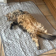 Ponpon a rejoint le concours — aidez-le/la à gagner de superbes lots ! animal, belly_up, cat, fluffy_cat, fur, indoor, long_hair, lying_down, paws, pet, playful, portrait, quilted_mat, relaxed, staring, tabby, tail, tile_floor, whiskers, wooden_furniture