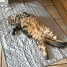 animal, belly_up, cat, fluffy_cat, fur, indoor, long_hair, lying_down, paws, pet, playful, portrait, quilted_mat, relaxed, staring, tabby, tail, tile_floor, whiskers, wooden_furniture
