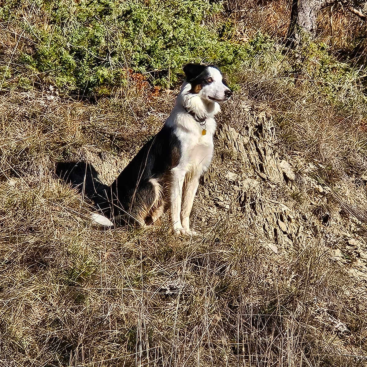 Totem