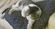 Pj is registered to the contest to win money with this photo: cat, couch, pillow, indoor, feline, resting, sleepy, pet, animal, domestic, cozy, fur, striped, white, grey, carpet, furniture, living_room, relaxation, comfort