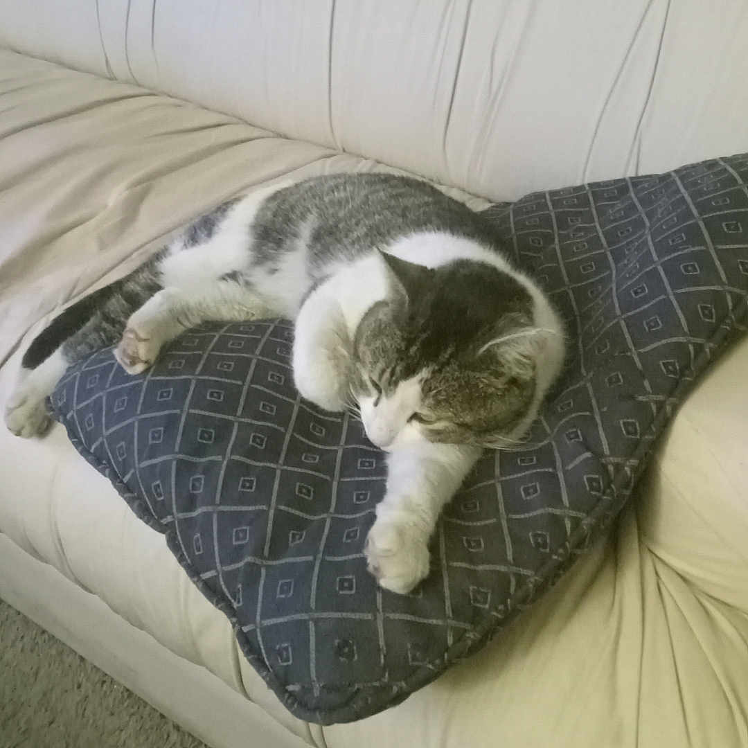 Pj is registered to the contest to win money with this photo: cat, couch, pillow, indoor, feline, resting, sleepy, pet, animal, domestic, cozy, fur, striped, white, grey, carpet, furniture, living_room, relaxation, comfort