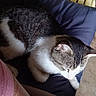 Pj joined the competition — help win amazing prizes! cat, cushion, chair, pet, resting, indoor, feline, fur, white, gray, striped, relaxing, cozy, home, animal, paw, ear, seat, quiet, comfortable