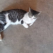 Pj is registered to the contest to win money with this photo: cat, animal, pet, lying_down, gray, white, fur, floor, concrete, indoor, relaxed, looking_away, mammal, whiskers, ears, tail, quiet, domestic, feline, resting