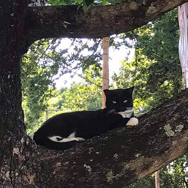 Rossiemay joined the competition — help win amazing prizes! cat, black_and_white_cat, tree, branch, outdoor, nature, animal, feline, leaf, greenery, sunlight, wildlife, resting, alert, pet, mammal, paw, trunk, park, daytime