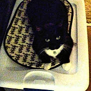 Rossiemay joined the competition — help win amazing prizes! cat, black_cat, white_paws, indoor, pet, animal, feline, mat, storage_container, carpet, whiskers, curious, looking_up, domestic, resting, fur, eyes, home, low_light, grainy