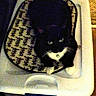 cat, black_cat, white_paws, indoor, pet, animal, feline, mat, storage_container, carpet, whiskers, curious, looking_up, domestic, resting, fur, eyes, home, low_light, grainy