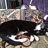 Rossiemay is registered to the contest to win money with this photo: cat, black_and_white_cat, couch, cushion, indoor, furniture, resting, pet, animal, whiskers, relaxed, home, patterned_fabric, cozy, sleepy, living_room, sunlight, tail, paw, domestic_cat