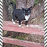 Rossiemay joined the competition — help win amazing prizes! cat, black_and_white, tuxedo_cat, outdoor, tree, wooden_bench, green_eyes, meowing, animal, pet, nature, leaves, trunk, whiskers, paw, feline, closeup, standing, fur, wildlife
