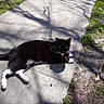 cat, animal, pet, black_and_white, sidewalk, concrete, shadow, tree_shadow, grass, outdoor, sunlight, resting, lying_down, nature, daylight, quiet, relaxation, fur, whiskers, paws