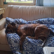 Rambo joined the competition — help win amazing prizes! dog, brindle, sleeping, couch, blanket, indoor, window, daylight, home, pet, relaxing, furniture, resting, cozy, living_room, curtain, pattern, animal, domestic, comfort