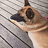 Dobby is registered to the contest to win money with this photo: dog, canine, pet, lying_down, wooden_deck, outdoor, tan_coat, black_coat, relaxed, animal, paw, ear, snout, fur, resting, side_view, nature, summer, daylight, quiet