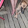 Dobby joined the competition — help win amazing prizes! dog, wooden_deck, legs, slippers, floor, animal, pet, resting, casual, outdoor, barefoot, crossed_legs, brown_dog, canine, paws, person, relaxed, evening, home, furniture