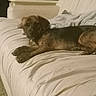 Mika joined the competition — help win amazing prizes! dog, couch, blanket, living_room, pet, furniture, carpet, indoor, relaxed, brown_dog, resting, canine, comfort, home, animal, domestic, laying_down, cozy, quiet, casual