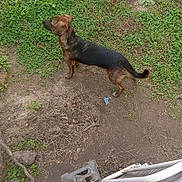 Mika is registered to the contest to win money with this photo: dog, grass, outdoor, pet, animal, brown, black, ground, nature, curious, alert, furniture, metal, dirt, yard, canine, daytime, standing, side_view, leash