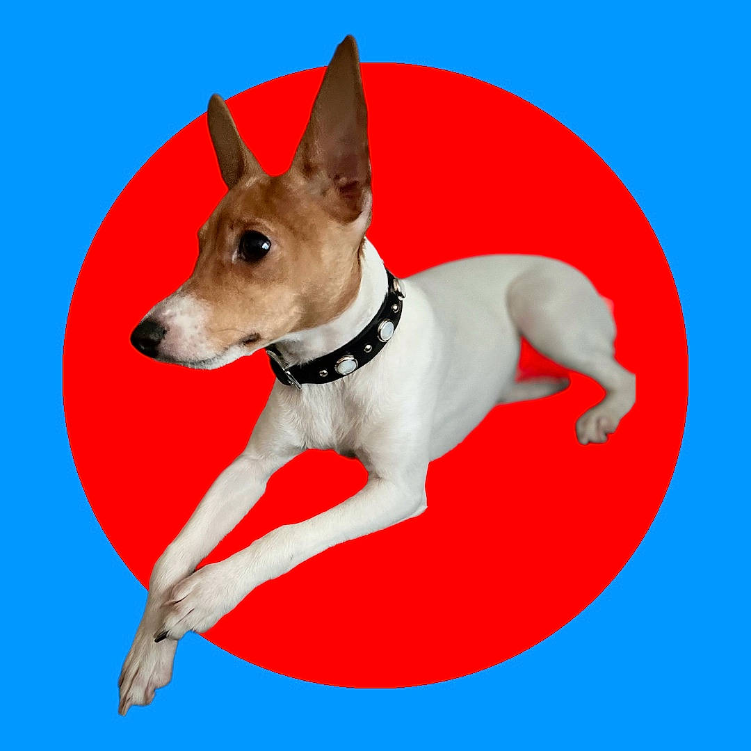 Tippi is registered to the contest to win money with this photo: ancient_dog_breeds, art, canidae, carnivore, collar, companion_dog, dog, dog_breed, dog_collar, dog_supply, electric_blue, fawn, illustration, non_sporting_group, pet_supply, snout, working_animal