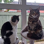 Isak is registered to the contest to win money with this photo: animal, black_and_white_cat, cat, cat_tree, cats, domestic_animal, ears, fence, fur, greenery, indoor, looking_at_camera, looking_away, perch, pet, sitting, tabby_cat, tail, whiskers, window