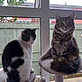 animal, black_and_white_cat, cat, cat_tree, cats, domestic_animal, ears, fence, fur, greenery, indoor, looking_at_camera, looking_away, perch, pet, sitting, tabby_cat, tail, whiskers, window